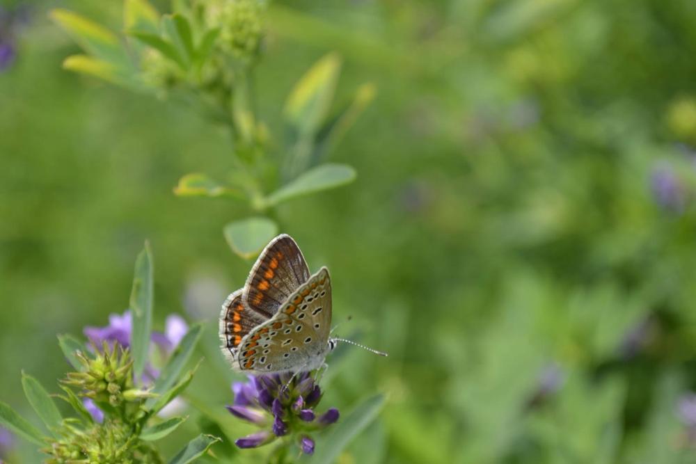 Papillon azuré posé sur une fleur mauve dans une prairie