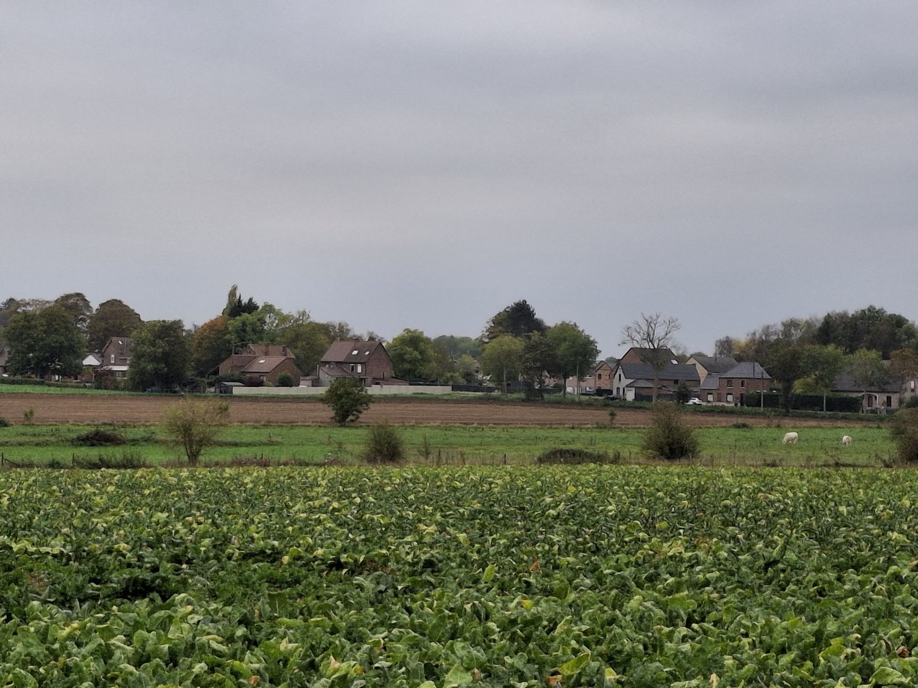 Maisons de Barry en brique derrière un champ cultivé