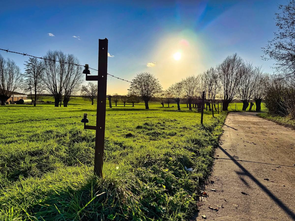 Alignement de saules têtards le long d'une prairie et d'un chemin, au soleil d'hiver